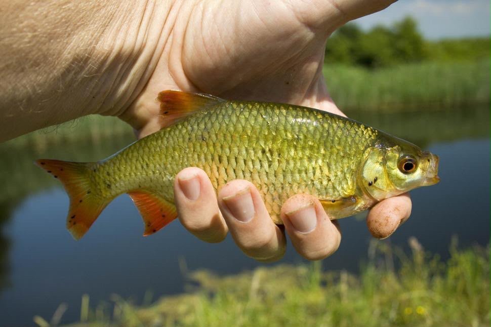 North Staffs Angling gallery image